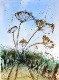 19 - Bill Crouch - End of Summer - Pen and Wash.jpg